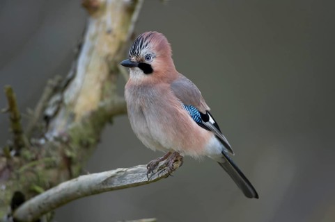 Eurasian Jay (Garrulus glandarius), Saxony, Germany