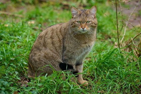 A wildcat sits attentively in the green grass in a forest clearing, European wildcat (Felis
