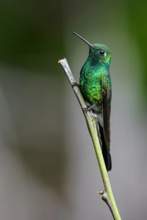 Cuban Emerald (Chlorostilbon ricordii) perched on a branch in Cuba