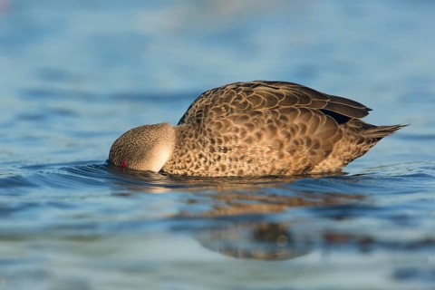 Grey Teal (Anas gracilis), Victoria, Australia