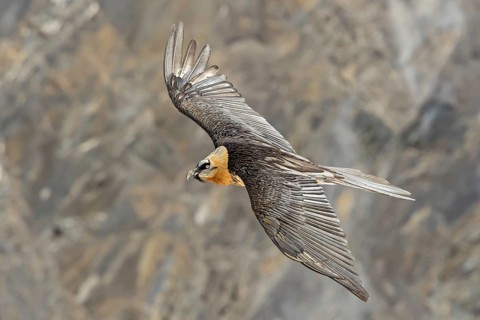 Bearded vulture, lammergeier, (Gypaetus barbatus), (Gypaetus barbatus meridionalis), flight photo,