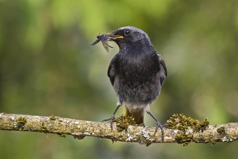 Black Redstart (Phoenicurus ochruros) male with insect prey in beak to feed chicks, Bavaria,