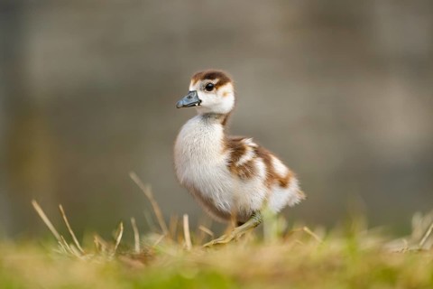 Egyptian goose (Alopochen aegyptiaca) cute chick on a meadow at the shore of a lake, Bavaria,