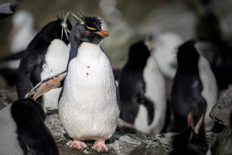 Southern rockhopper penguin (Eudyptes chrysocome), adult bird standing on rock in colony, other