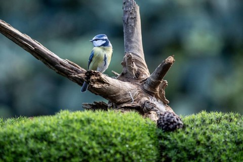 Blue tit (Parus caerulea), Emsland, Lower Saxony, Germany
