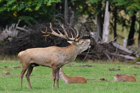 Red deer (Cervus elaphus) during the rutting season, capital stag in his herd with hinds roaring in