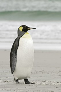 King Penguin (Aptenodytes patagonicus), Falkland Islands