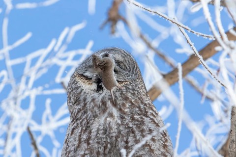Great gray owl (strix nebulosa), Owl swallows a prey in a frost-covered forest, region of Center