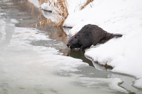 European beaver (Castor fibre), beaver with gnawed branch at the edge of the bank in its mouth in