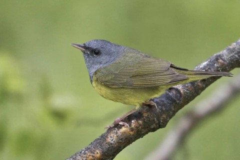 Mourning Warbler (Geothlypis philadelphia) male, Manitoba, Canada