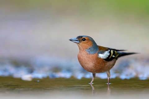 Chaffinch, (Fringilla coelebs), foraging, biotope, Wadi Darbat, Salalah, Greece, Oman