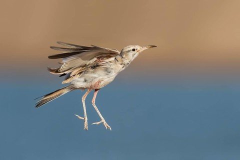 Greater Hoopoe-Lark (Alaemon alaudipes) juvenile flying, Eilat, Israel