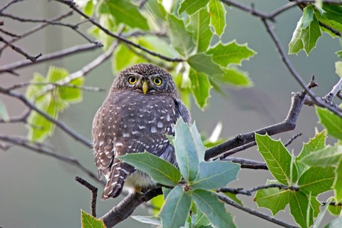 Northern Pygmy-Owl Glaucidium gnoma gnoma Patagonia Mountains, Santa Cruz County, Arizona, United
