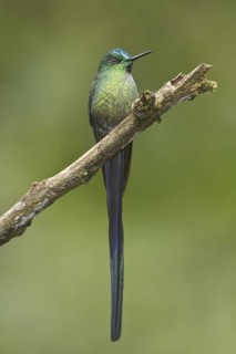 Long-tailed Sylph (Aglaiocercus kingii), Ecuador