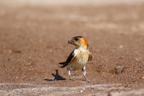 Red-rumped Swallow (Cecropis daurica), Lesvos, Greece