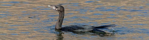 Pygmy Cormorant, (Phalacrocorax pygmeus), animals, birds, cormorant family, swimming in water, Gome