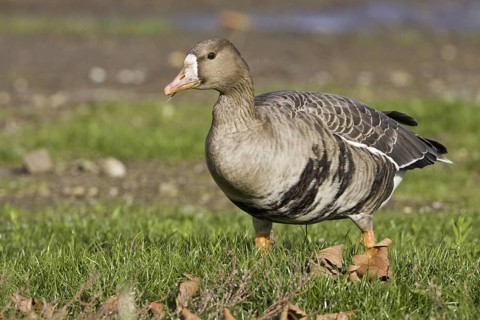 Greater White-fronted Goose (Anser albifrons), British Columbia, Canada