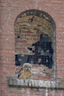 Uhu (Bubo bubo), Eagle Owl, Jungvogel im Nest, Juni, Zeche Ewald, Herten, Ruhrgebiet,
