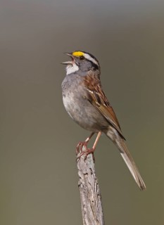 White-throated Sparrow (Zonotrichia albicollis) singing, Michigan, USA