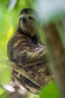 Brown-throated sloth (Bradypus variegatus) in a tree, Cahuita National Park, Costa Rica
