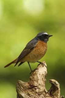 Common Redstart (Phoenicurus phoenicurus) male, Netherlands