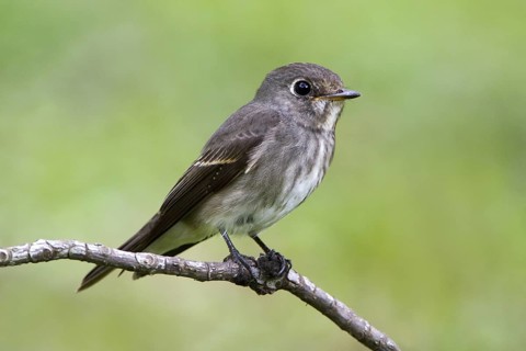 Dark-sided Flycatcher (Muscicapa sibirica), Singapore