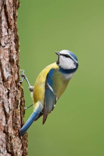 Eurasian Blue Tit (Cyanistes caeruleus), Berlin, Germany