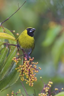 Black-faced Grosbeak (Caryothraustes poliogaster), Costa Rica