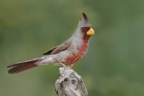 Pyrrhuloxia (Cardinalis sinuatus) male, Texas, USA