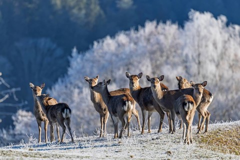 A herd of Japanese sika deer (Cervus nippon nippon) stands on a frost-covered meadow in hilly
