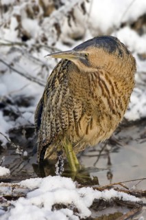 Eurasian Bittern (Botaurus stellaris), Saxony-Anhalt, Germany