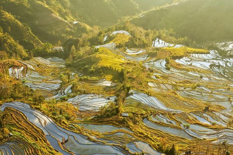 Celestial Stairs — The Yuanyang Rice Terraces in Yunnan, China, carved by the Hani people over 1,
