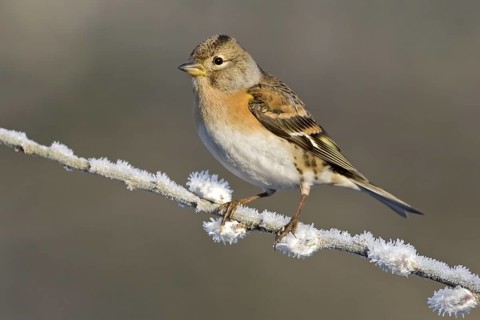 Brambling (Fringilla montifringilla) female, Saxony-Anhalt, Germany