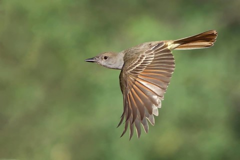 Brown-crested Flycatcher (Myiarchus tyrannulus) flying, Arizona, USA