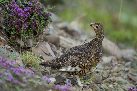 Rock Ptarmigan (Lagopus muta), Iceland