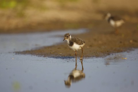 Northern Lapwing (Vanellus vanellus) chick, North Rhine-Westphalia, Germany
