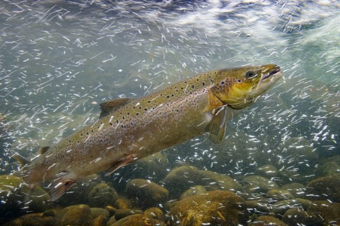 Swimming salmon (Salmo salar) under water, Laerdalsoyri, Norway