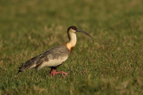 Buff-necked Ibis (Theristicus caudatus) feeding in a wetland area, Bolivia