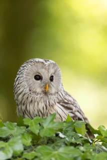 Ural Owl (Strix uralensis) captive, Bavaria, Germany
