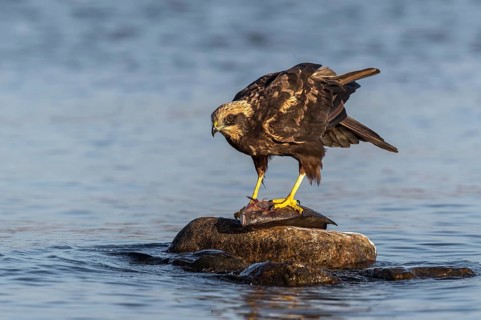 Western Marsh Harrier (Circus aeruginosus) female eating fish, Mecklenburg-Western Pomerania