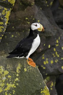 Horned Puffin (Fratercula corniculata), Alaska, USA