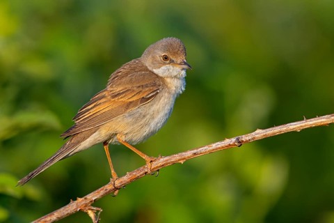Whitethroat, common whitethroat (Sylvia communis), Fauvette grisette, Curruca Zarcera, songbird,