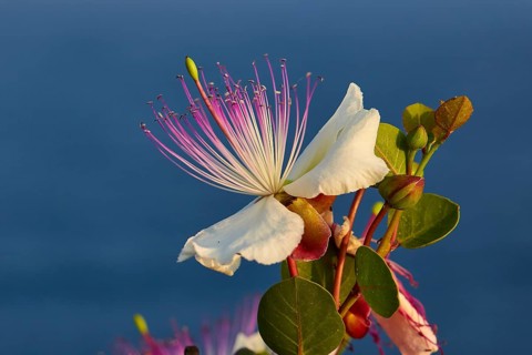 Caper flower (Flos capparis), Detailed view of a white flower with pink stamens against a blue