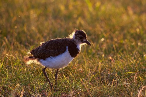 Northern Lapwing (Vanellus vanellus) juvenile perched on field, North Rhine-Westphalia, Germany
