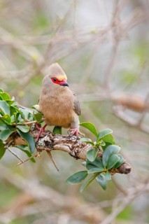 Red-tailed Mousebird, (Urocolius indicus), on perch, Africa, South Africa, KwaZulu-Natal, Mkuze