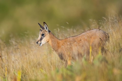 Chamois (Rupicapra rupicapra) youngster on a meadow in the Vosges Mountains, wildlife, France