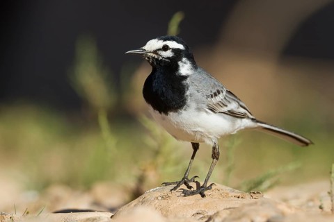 Moroccon Wagtail - Bachstelze - Motacilla alba ssp. subpersonata, Morocco