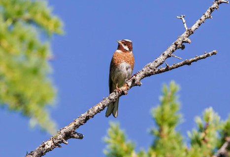 Pine Bunting (Emberiza leucocephalos) male, Huvsgol, Mongolia