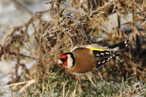 European Goldfinch (Carduelis carduelis), Lower Saxony, Germany