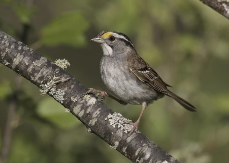 White-throated Sparrow (Zonotrichia albicollis), Michigan, USA